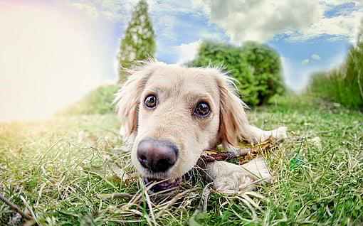 dog in grass chewing bone